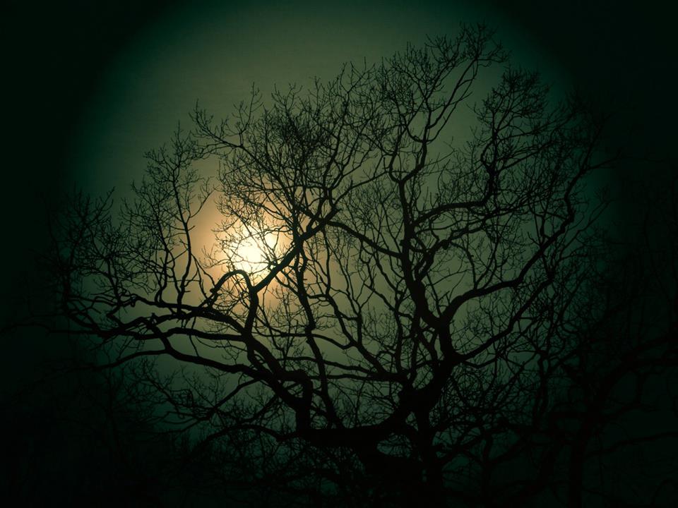 Bright moon behind the trees