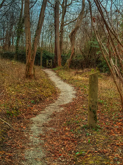 A path in the woods