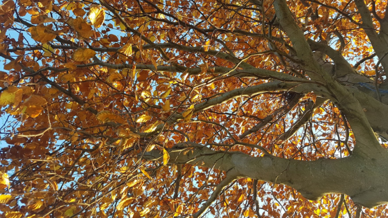 looking up through the branches of an autumn leaved tree - blue sky